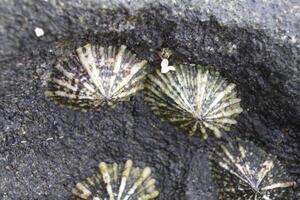 corals and shells at the beach photo