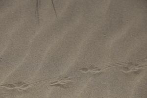 sand with a structure at the beach photo