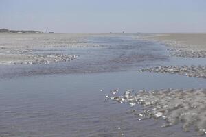 gaviotas y otro aves Mira para comida a el mar, naturaleza reserva foto