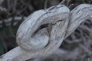 devanado árbol raíces foto