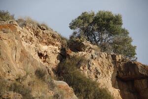 lonely tree on a mountain photo