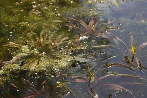 natural pond with lots of frogs, spring photo