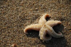 estrella de mar en el arena, invierno en el Países Bajos foto