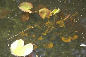 natural pond with lots of frogs, spring photo