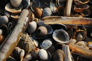 shells at the beach, winter in the netherlands photo