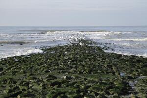 rompeolas con algas, sint martenszee, el Países Bajos foto