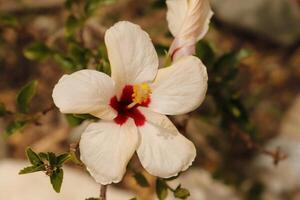 red white hibiscus flower photo