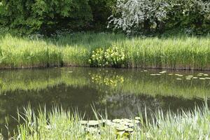 canal in the netherlands, spring, photo