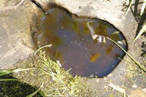 puddle of water in an old tree, reflection in the water photo