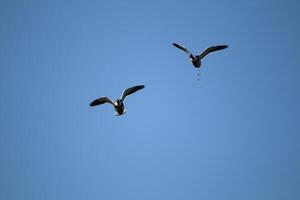 volador patos en un claro azul cielo foto