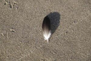feather on the sand photo