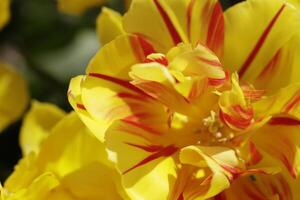 floración zijpe evento, dónde usted lata tomar un caminar mediante el tulipanes y otro flor bulbo campos foto