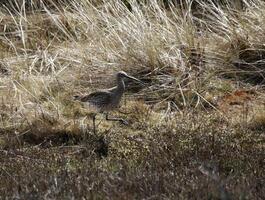 un paraíso para aves, el dunas con superficial lagos, aves laico su huevos y encontrar alimento, vlieland, el Países Bajos foto