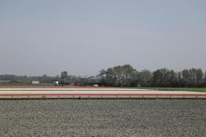 tulips blooming, springtime, the netherlands, flowerfields photo