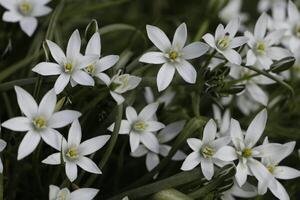 floración zijpe evento, dónde usted lata tomar un caminar mediante el tulipanes y otro flor bulbo campos foto