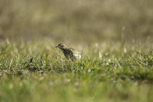 a paradise for birds, the dunes with shallow lakes, birds lay their eggs and find food, vlieland, the netherlands photo