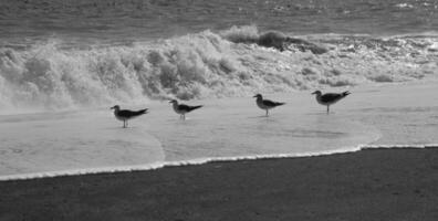 seagulls at the beach and in the sky photo