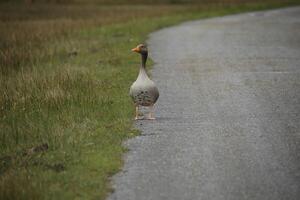 geese, fauna in the Zwanenwater nature reserve in North Holland, the Netherlands. Lots of different birds to see. photo