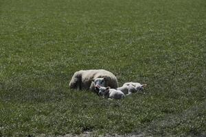 sheep and lambs in the meadow in the Netherlands photo