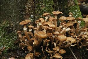 toadstool in the forest, autumn photo