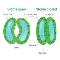 stomata opening and closing. vector