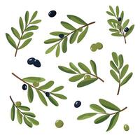 Olive Branches with green and black olives. Collection of Illustrations. Isolated on white background vector