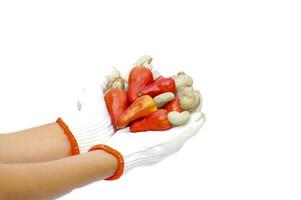 isolated pile of ripe cashew nuts in gloved hands-on white background. the fruit is red and at the end of the fruit is a seed shaped like a kidney. photo