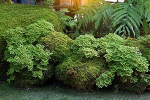 Spike Moss on the rocks in the Tropical Thai Moss Garden style, which is a simulation of a rainforest garden in the city for tourists to see the shady atmosphere like being in the forest. photo