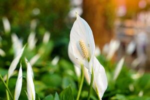 Peace Lily has white bracts. It resembles a heart shape wrapped in a tubular inflorescence with light yellow florets surrounding it. It is a tree that can purify the air very well. photo