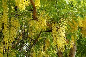 Cassia fistula tree is a beautiful bright yellow color, 20-45 cm long. It is a plant that all parts have medicinal properties. photo