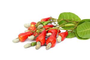 Isolated Bunch of cashew nuts on white background. The fruit looks like rose apple or pear. The young fruit is green. When ripe, it turns red-orange. At the end of the fruit there is a seed. photo