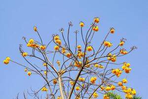 amarillo zilk algodón tiene doble flores, ondulado pétalo bordes ambos pétalos y polen son brillante amarillo. cuando floración, eso será ser liberado a el comenzando de el año y será salir casi todas el hojas. foto