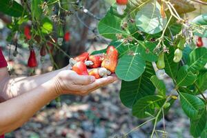 Cashew fruit in the hands of farmers. The fruit looks like rose apple or pear. The young fruit is green. When ripe, it turns red-orange. At the end of the fruit there is a seed, shaped like a kidney. photo