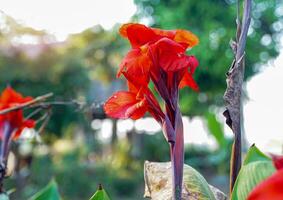 flores de canna roja. florece en un ramo en la parte superior del tallo. y tiene unos pétalos suaves, el tamaño de la flor y el color varían según la especie. enfoque suave y selectivo. foto