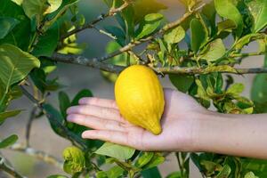 Hand holding a ripe lemon from trees. Ripe lemons have yellow flesh and juicy flesh that is used for making lemonade. The fragrant peel is used as an ingredient in desserts. photo