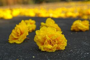 amarillo zilk algodón flores otoño desde el árbol sobre el la carretera superficie. cuando floración, eso será ser liberado a el comenzando de el año y será salir casi todas el hojas. foto