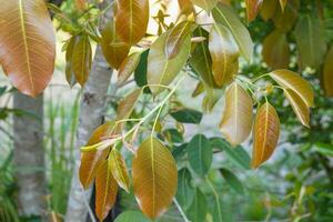 Young leaves of Ficus lacor Buch are single, oval-shaped, pointed at the tip. The leaves are red and have red sheaths covering them in the early stages. photo