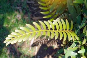 Closeup young leaves of cardboard palm are single-layered, feather-like leaves. from the top of the trunk Covered with brown hair The base of the leaf stalk has thorns. photo