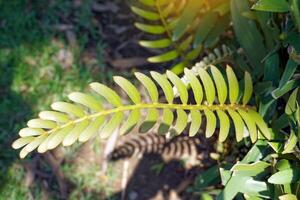 de cerca joven hojas de cartulina palma son una sola capa, pluma hojas. desde el parte superior de el maletero cubierto con marrón pelo el base de el hoja tallo tiene espinas foto