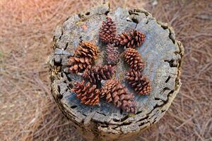 seco frutas de pinus últimos masón en el antecedentes de tocones y seco hojas. el Fruta es llamado un cono. eso es un largo cono con escamas rodeando él. cuando maduro eso es verde y marrón. foto