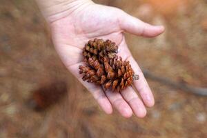 Dried fruit of Pinus merkusii on hand and background of dried fruit and leaves. The fruit is called a cone. It is a long cone with scales surrounding it. When mature it is green and brown. photo