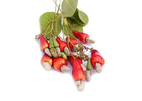 Isolated Bunch of cashew nuts on white background. The fruit looks like rose apple or pear. The young fruit is green. When ripe, it turns red-orange. At the end of the fruit there is a seed. photo