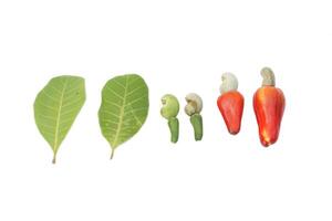 isolated young fruit Ripe fruit and leaves of cashew nuts on a white background. The fruit is red and at the end of the fruit is a seed shaped like a kidney. photo