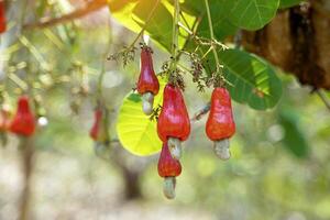 A bunch of cashew nuts on the tree. The fruit looks like rose apple or pear. The young fruit is green. When ripe, it turns red-orange. At the end of the fruit there is a seed, shaped like a kidney. photo