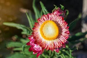 Straw flower the nature of the flower is spherical. The petals are yellow-orange, stacked together. There are decorative stripes of white, yellow, orange, red, pink and maroon. photo