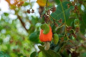 A bunch of cashew nuts on the tree. The fruit looks like rose apple or pear. The young fruit is green. When ripe, it turns red-orange. At the end of the fruit there is a seed, shaped like a kidney. photo