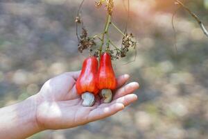 Cashew fruit in the hands of farmers. The fruit looks like rose apple or pear. The young fruit is green. When ripe, it turns red-orange. At the end of the fruit there is a seed, shaped like a kidney. photo