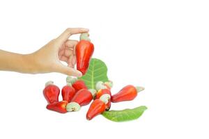 isolated hand holding ripe cashew fruit from pile on white background. The fruit is red and at the end of the fruit is a seed shaped like a kidney. photo