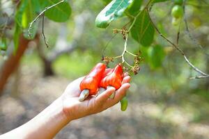 Cashew fruit in the hands of farmers. The fruit looks like rose apple or pear. The young fruit is green. When ripe, it turns red-orange. At the end of the fruit there is a seed, shaped like a kidney. photo