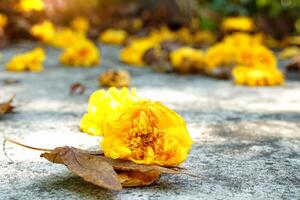 amarillo zilk algodón flores otoño desde el árbol sobre el hormigón piso. cuando floración, eso será ser liberado a el comenzando de el año y será salir casi todas el hojas. foto